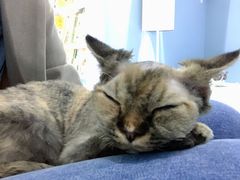 -喵的天空名猫咖啡馆·撸猫·猫舍·用品