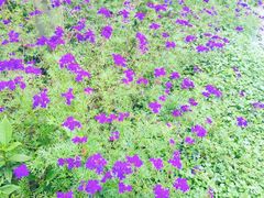 -洪湖家庭农场·团建·露营·会议