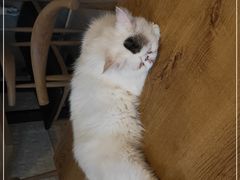 -平行世界·猫咖(首经贸店)