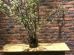 -美豪怡致酒店(上海长寿路店)