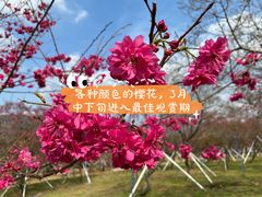 -天适樱花悠乐园