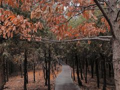 -北京十三陵国家森林公园蟒山景区