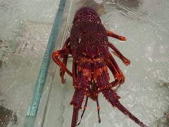 -兴龙广缘超市(奥体中心店)