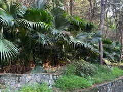 -铁山坪森林公园