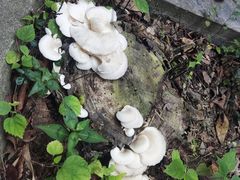 -上海佘山国家森林公园天马山园