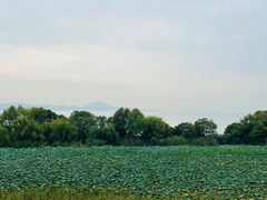 -上海市保健医疗中心