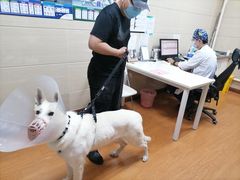 -北京观赏动物医院·24小时大型综合·猫专科·异宠专科
