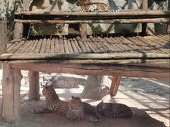 -石家庄市动物园