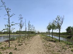 -合肥滨湖国家森林公园