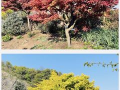 -上海辰山植物园