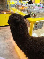 -神奇动物撸宠馆·羊驼·小浣熊·异宠(豫园店)