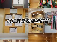 -猫十亿·布偶金渐层·曼基康矮脚猫舍(青年路店)