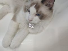 -糯米喵星人·撸猫猫舍咖啡馆(西市场嘉华店)