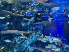 -上海海洋水族馆
