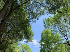 -铁山坪森林公园