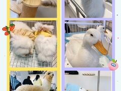 -怪兽屋·羊驼·猫咖·狗咖(俊华广场店)