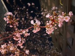 -HARBS(渋谷ヒカリエ シンクス店)