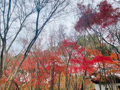 -秋霞圃