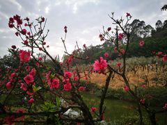 -南国桃园旅游度假区