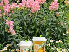 -茶屿水果茶(太古里店)