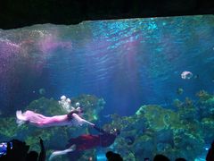 -芜湖新华联大白鲸海洋公园