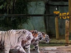 -清迈夜间动物园