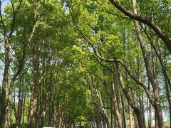 -上海鲜花港