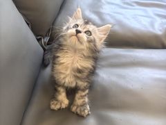 -瑞派康怡24h宠物医院·犬猫医疗中心·微创绝育(瑞景分院)