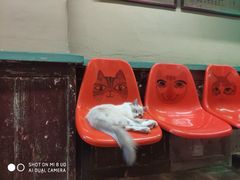 景点-猫咪博物馆(顶澳仔猫街店)