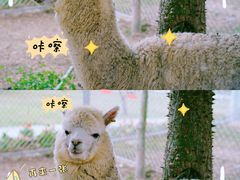 -丹樱生态园
