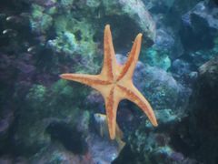 -西雅图水族馆