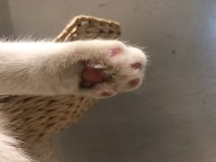 -藏猫猫咖啡主题馆(中央大道店)