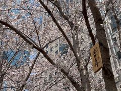 -陆家嘴中心绿地