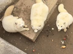 -西霞口神雕山野生动物世界