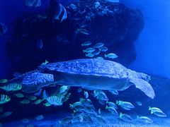 -海合安天津极地海洋公园