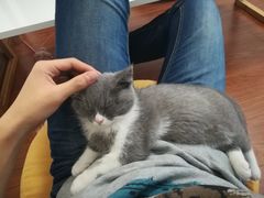 -团子家猫咪猫咖馆·柯基·柯尔鸭