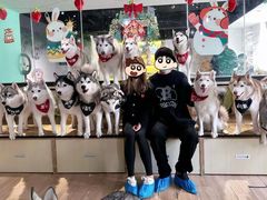 -Husky Go! 哈士奇体验馆·宠物咖啡厅狗咖