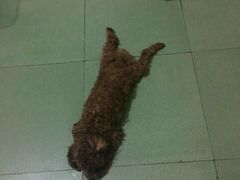 -荣耀金沙动物医院(清江西路店)