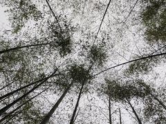 -黄山翡翠谷景区