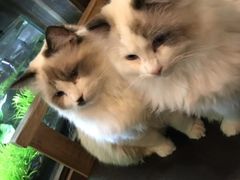 -吉丁鸟咖·异宠·寄养