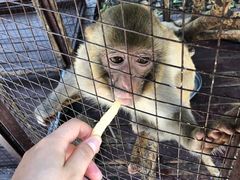 -武汉紫薇都市田园