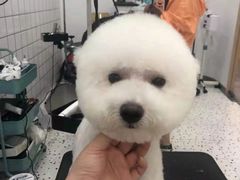 -BABIT巴比特宠物(MOMOPARK店)