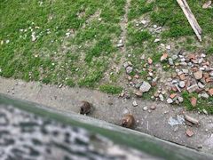 -合肥野生动物园