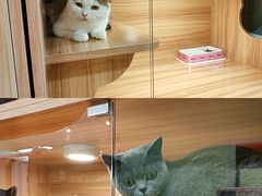 -猫十亿·布偶金渐层·曼基康矮脚猫舍(青年路店)