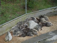 -西霞口神雕山野生动物世界