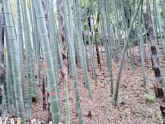 -杭州黄龙洞