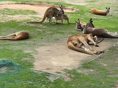 -西霞口神雕山野生动物世界
