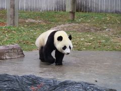 -卧龙中华大熊猫苑神树坪基地