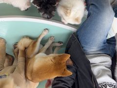 -怪兽屋·羊驼·猫咖·狗咖(俊华广场店)