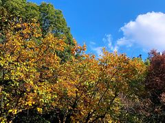 -荷风细雨·中国茶宴(碧云店)